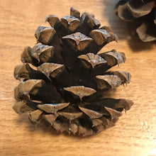 Load image into Gallery viewer, Pine Cones
